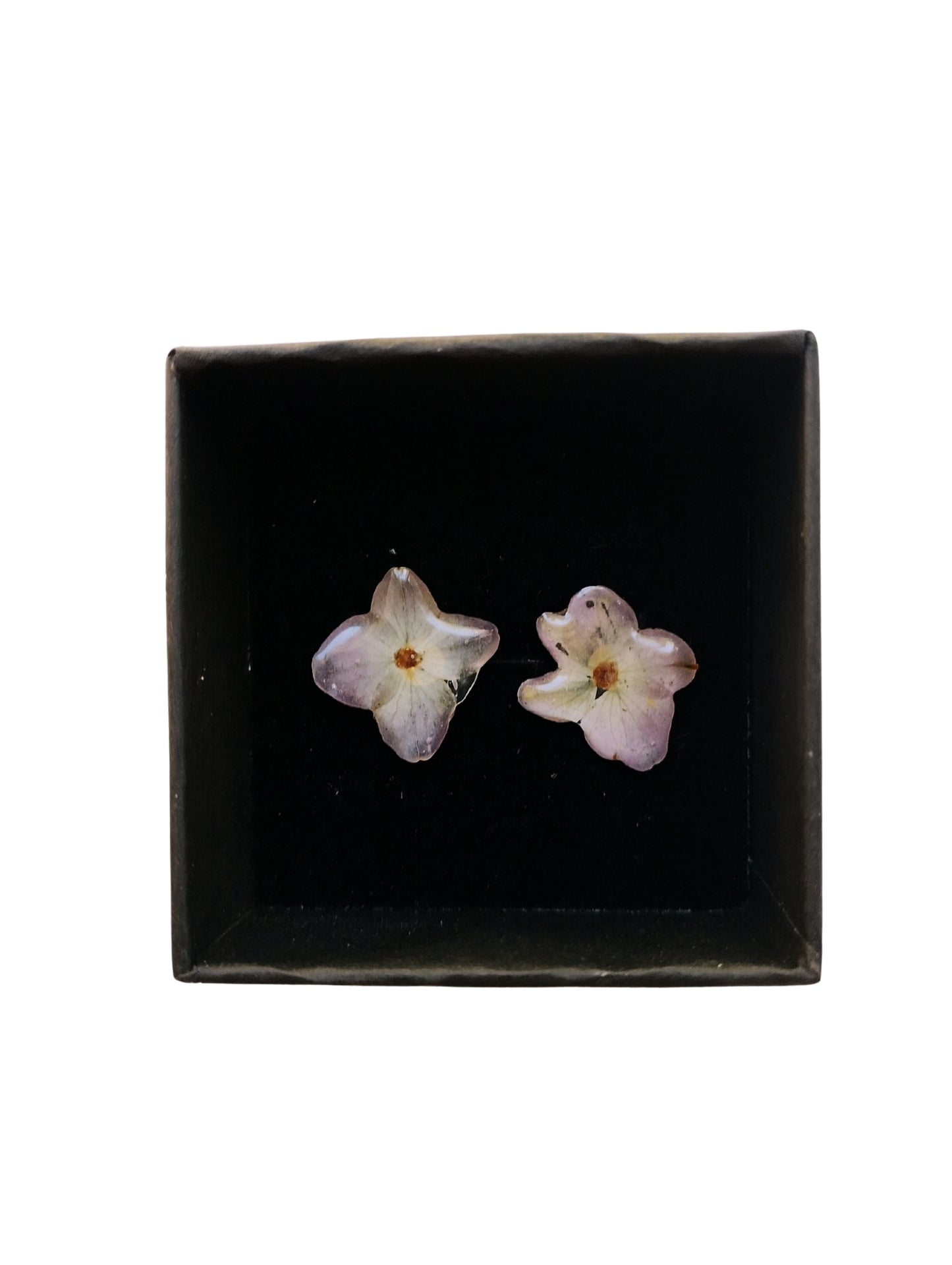 Blushwood Blooms