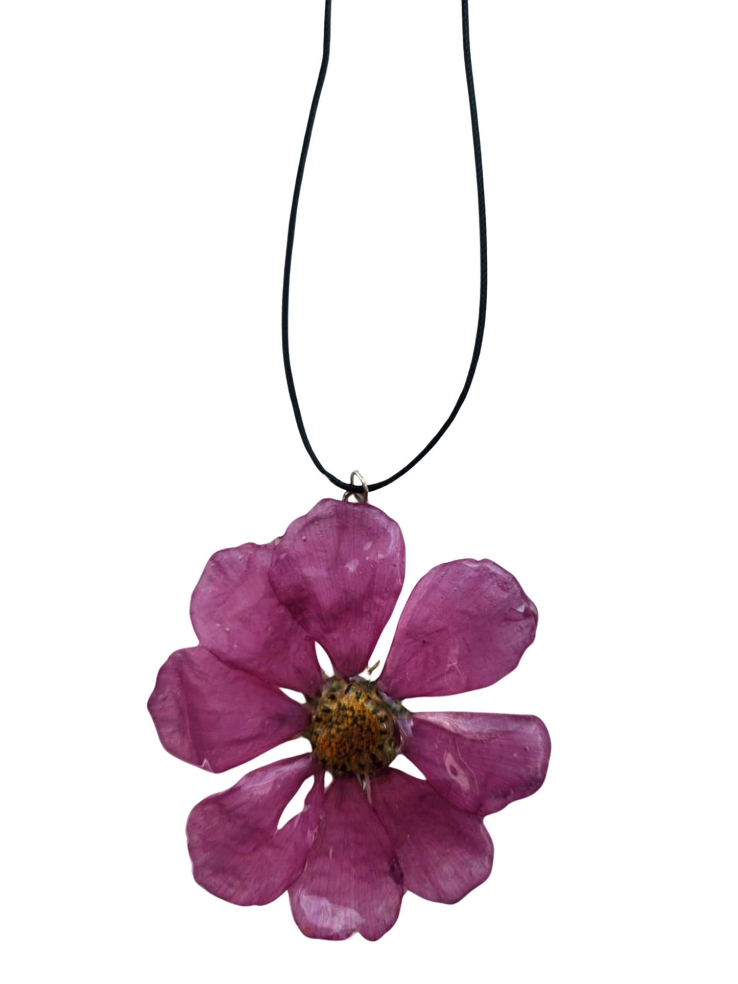 Pink petals in full bloom