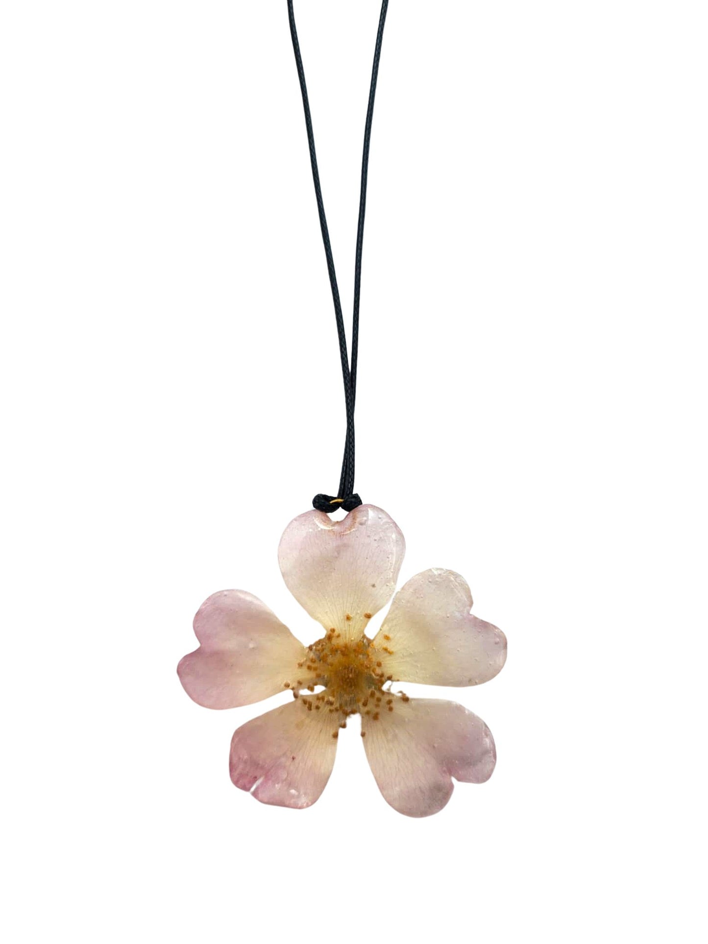 Wild rose