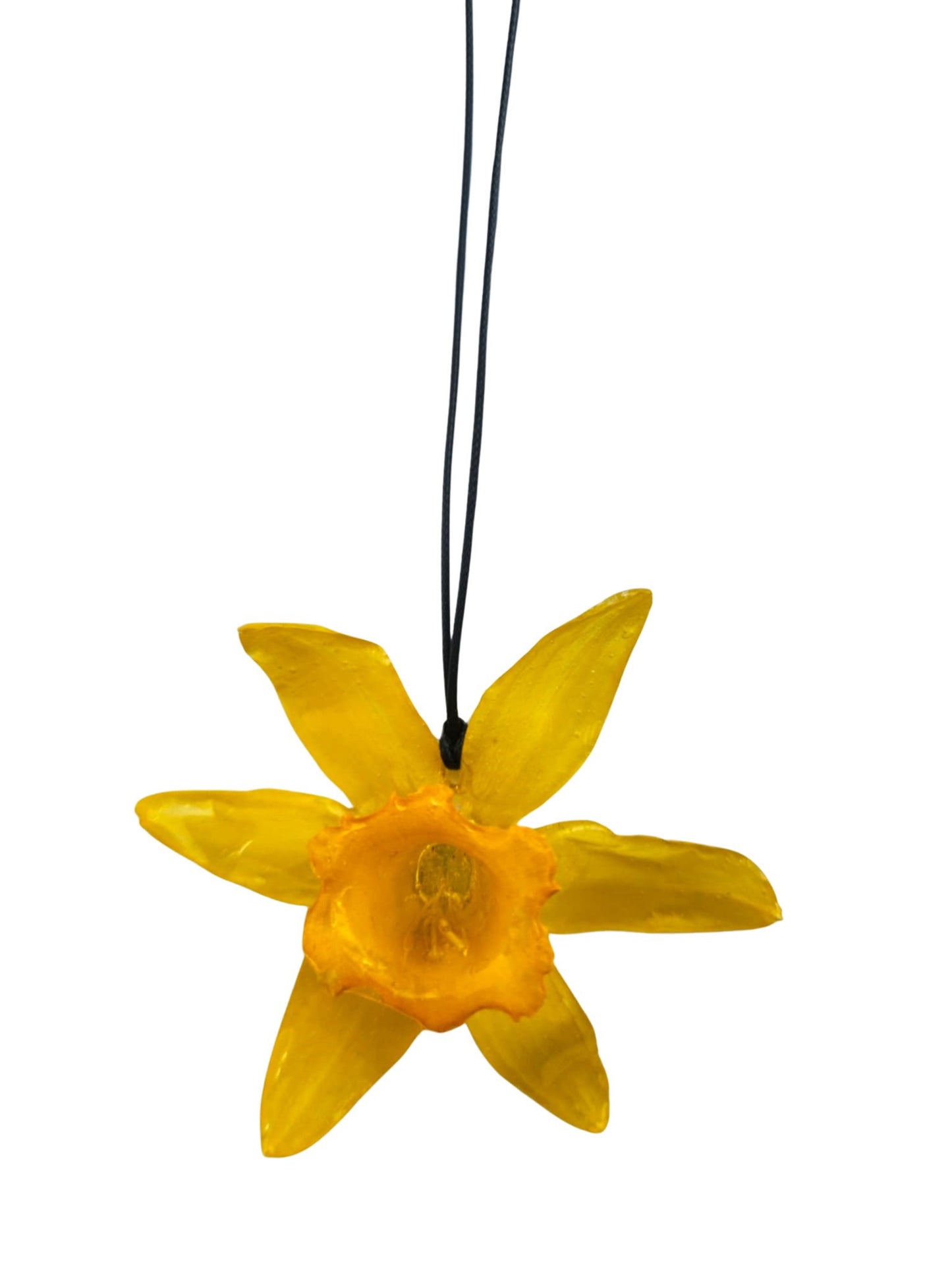Daffodil flower